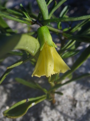 Physalis angustifolia