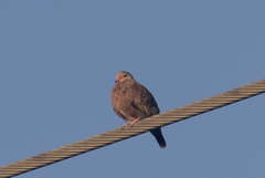 Columbina passerina image