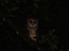 Tyto tenebricosa