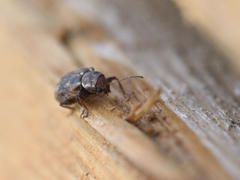 Xanthonia decemnotata