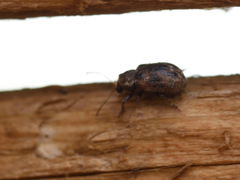 Xanthonia decemnotata