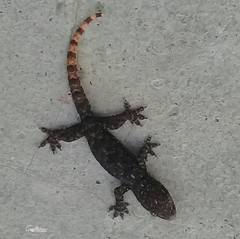 Hemidactylus brookii