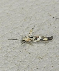 Stathmopoda melanochra