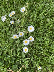 Bellis perennis