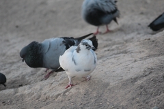 Columba livia domestica