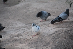 Columba livia domestica
