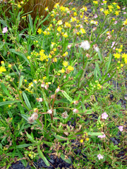 Senecio australis