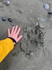 Canis lupus crassodon