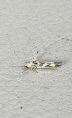 Stathmopoda melanochra