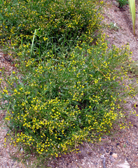 Senecio australis