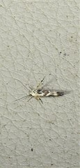 Stathmopoda melanochra