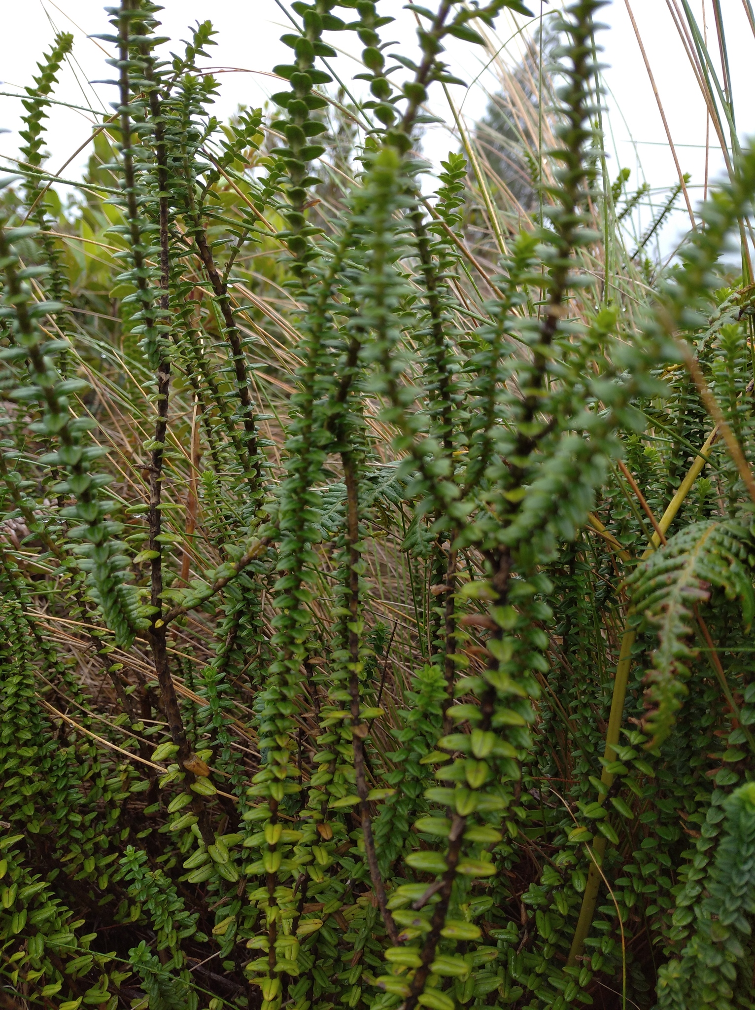 Valeriana microphylla image
