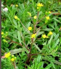 Senecio australis