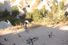 Columba livia domestica