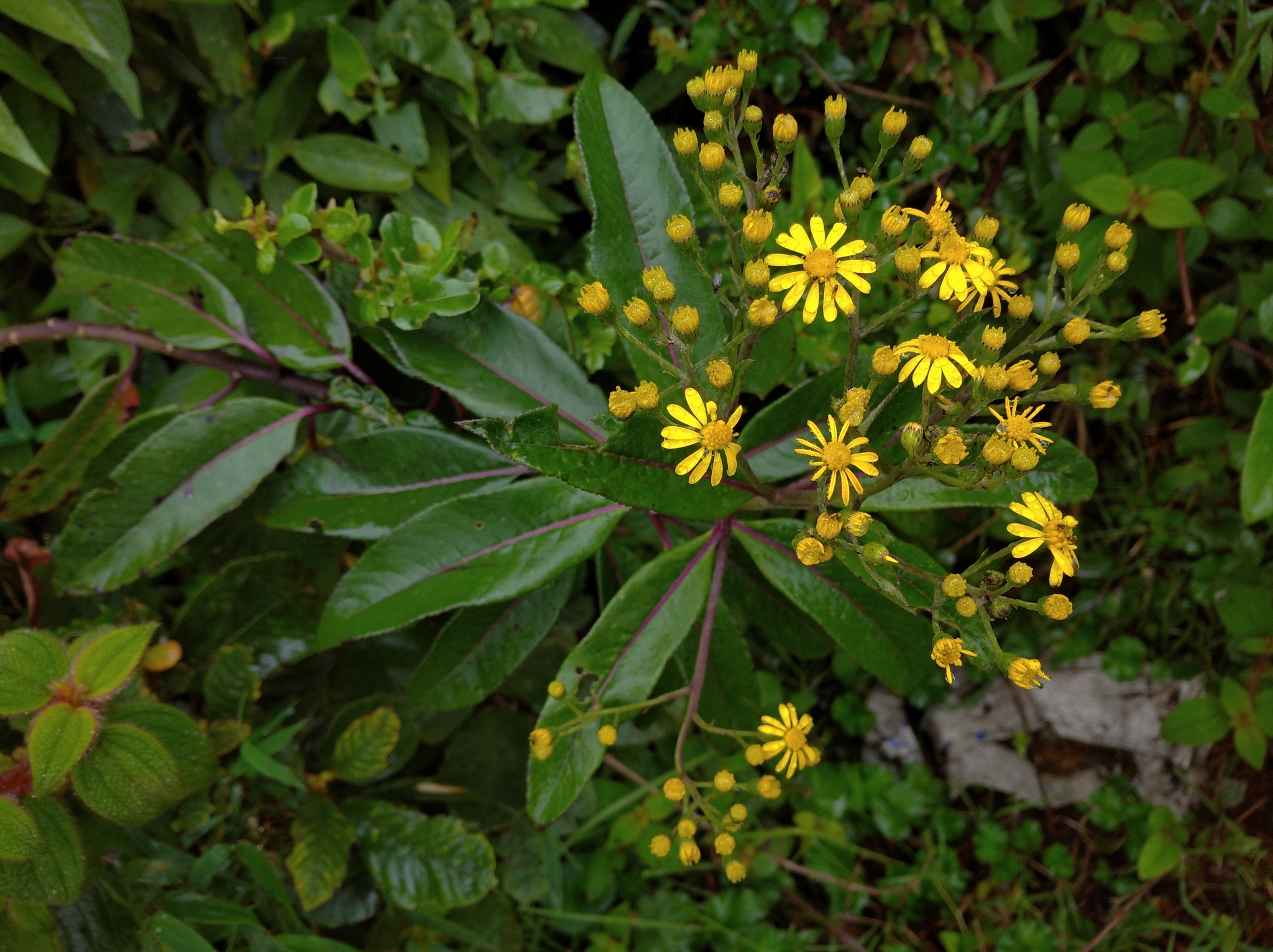 Dendrophorbium image