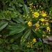 Dendrophorbium scytophyllum - Photo (c) Daniel Hualpa, alguns direitos reservados (CC BY-NC), uploaded by Daniel Hualpa