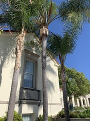 Syagrus romanzoffiana