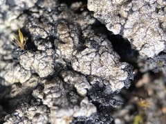 Catapyrenium cinereum