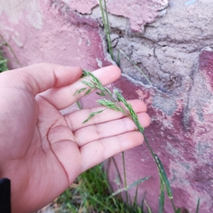 Poa pratensis