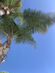 Syagrus romanzoffiana