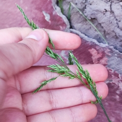 Poa pratensis