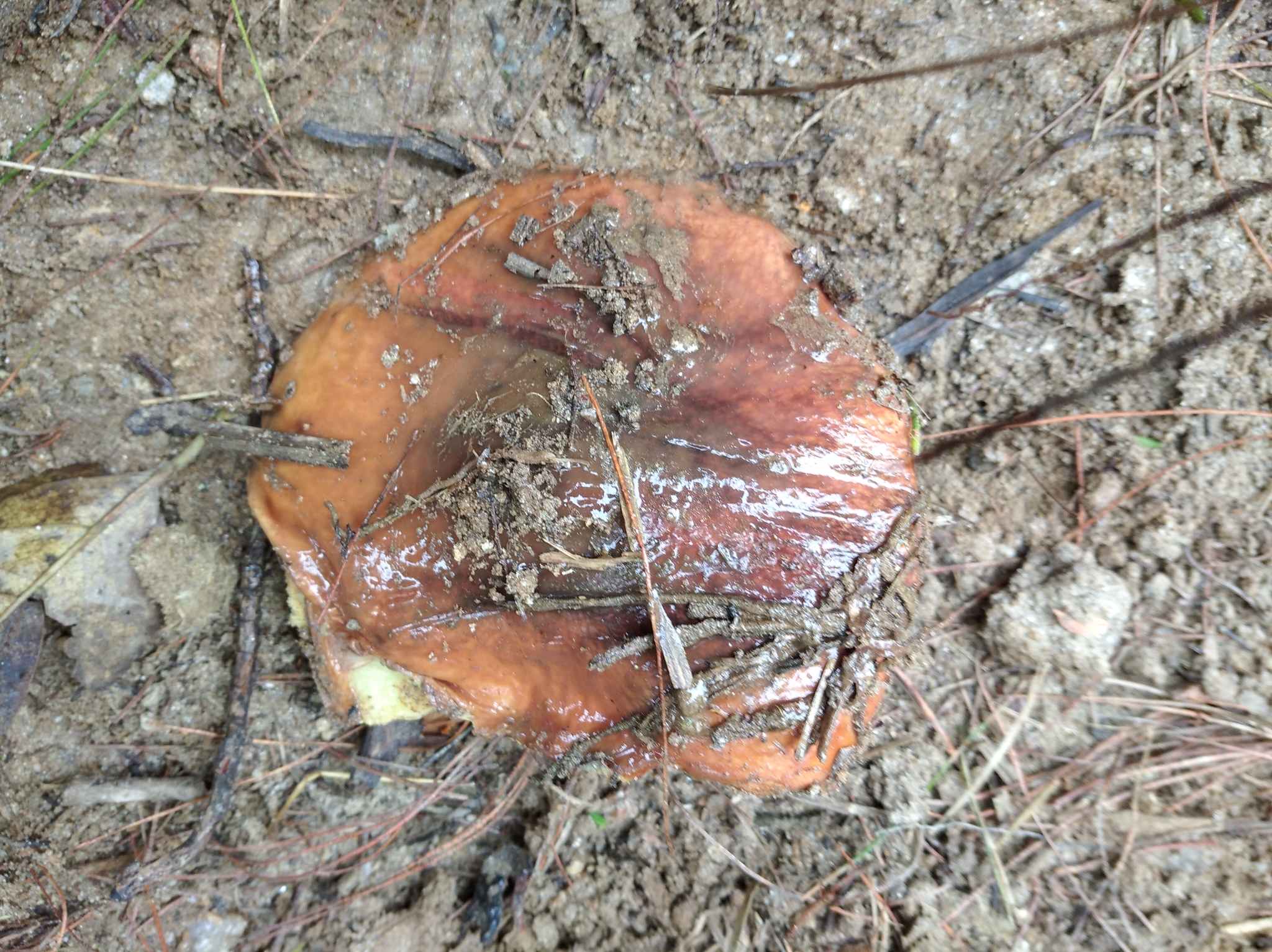 Suillus luteus image