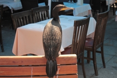 Phalacrocorax carbo