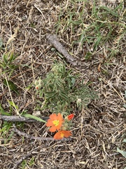 Sphaeralcea coccinea