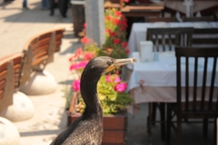 Phalacrocorax carbo