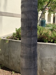 Syagrus romanzoffiana