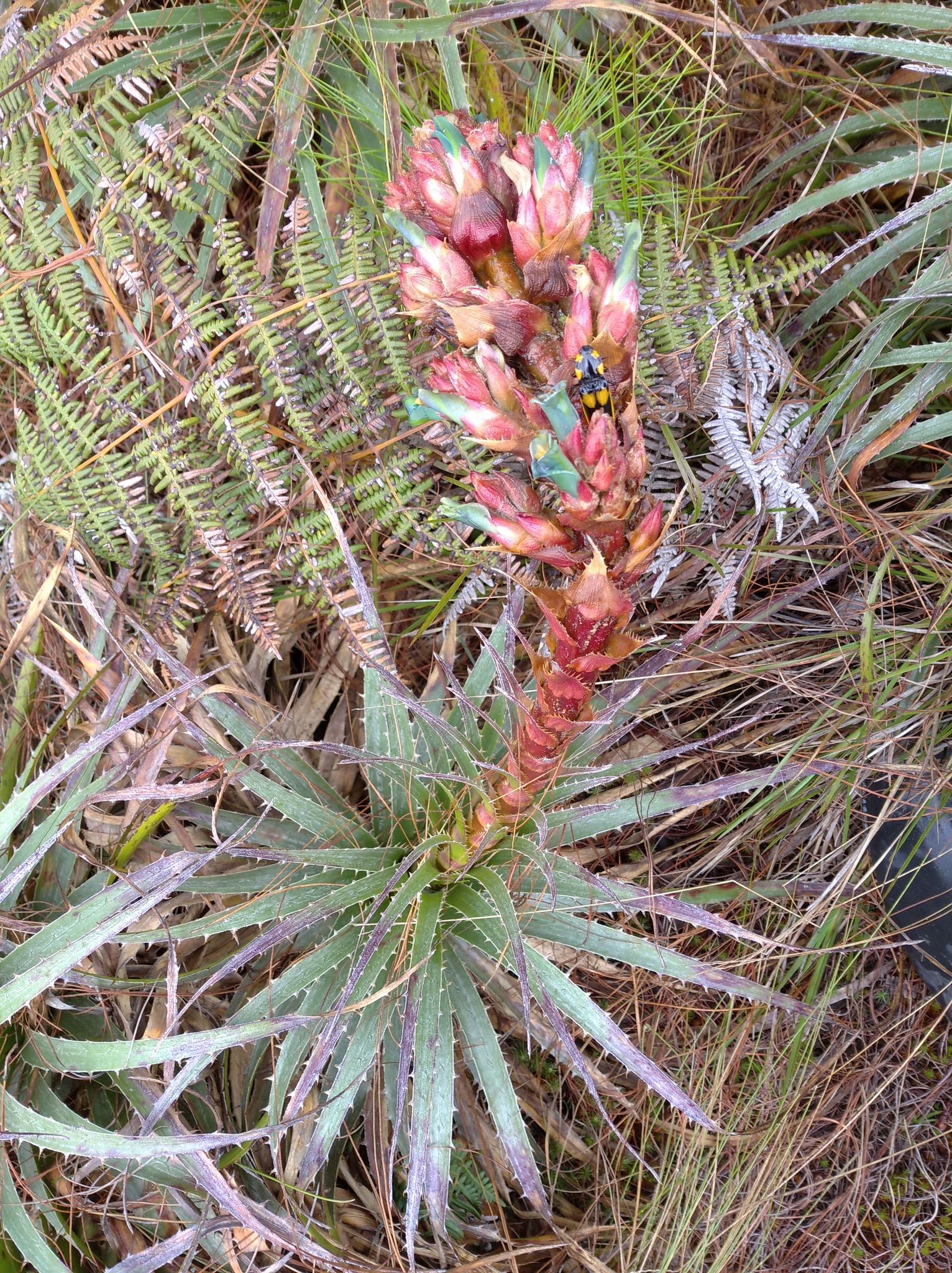 Puya parviflora image