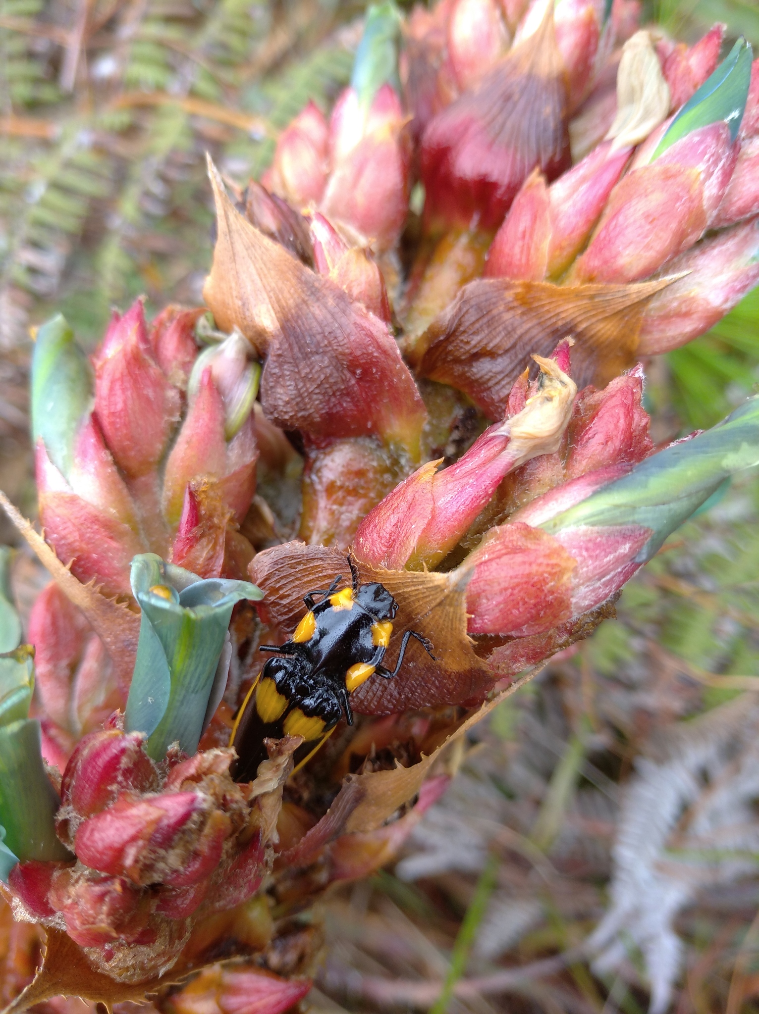 Systasidae image