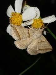 Ptichodis vinculum