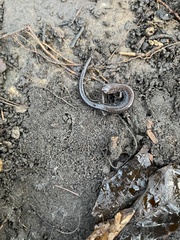Plethodon cinereus