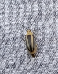 Derospidea brevicollis