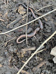 Plethodon cinereus