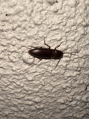 Diplostethus carolinensis