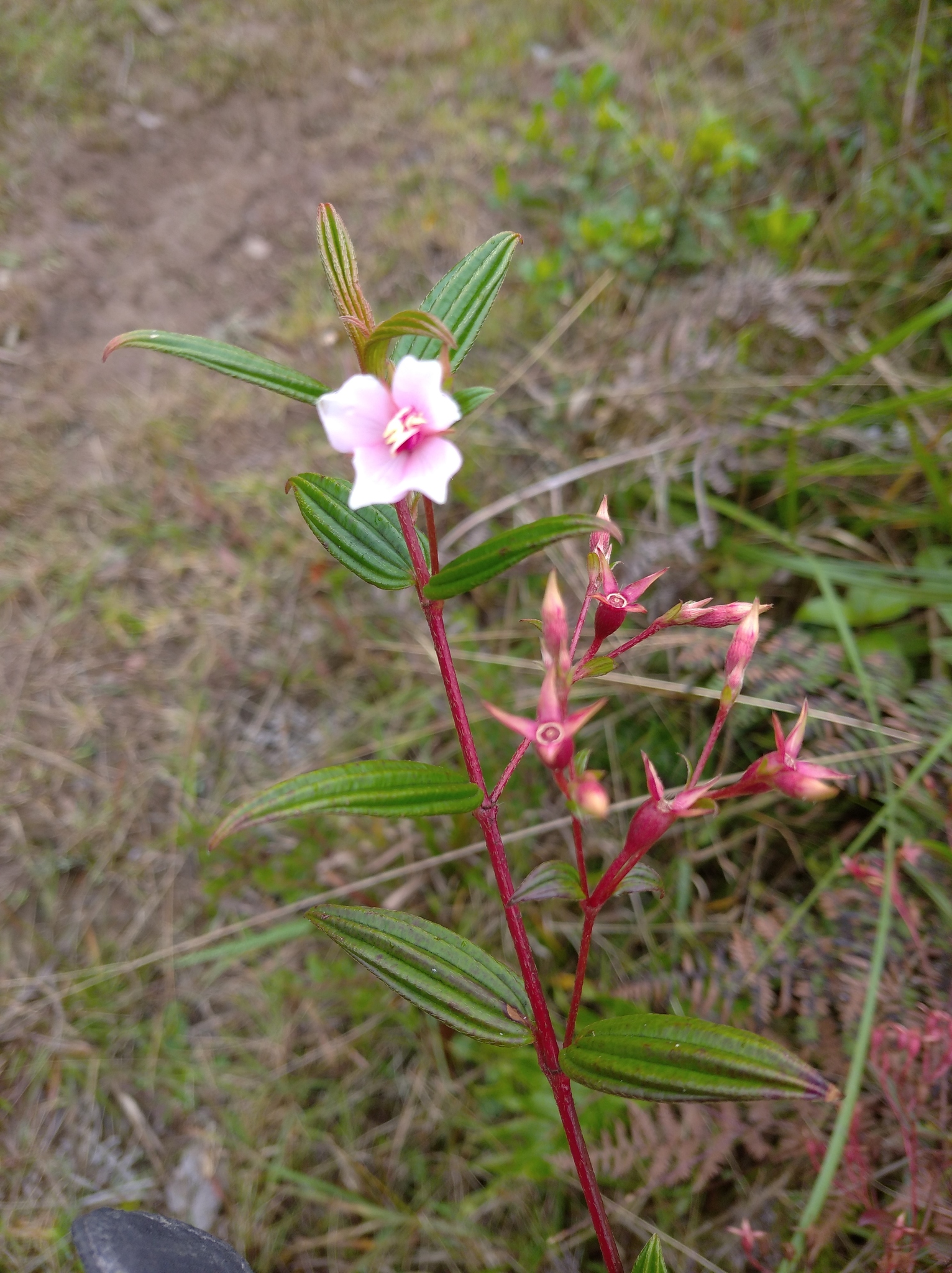 Monochaetum image