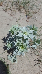 Eryngium maritimum