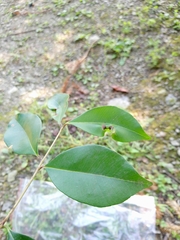 Syzygium formosanum