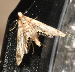 Eoparargyractis irroratalis