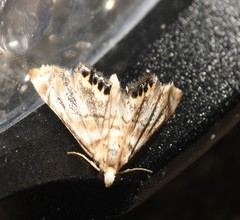 Eoparargyractis irroratalis