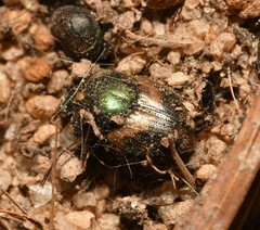 Onthophagus concinnus