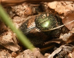 Onthophagus concinnus
