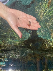 Hyla femoralis