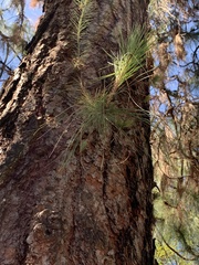 Pinus canariensis