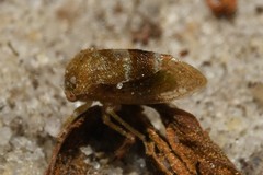 Cyrtolobus maculifrontis