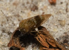 Cyrtolobus maculifrontis