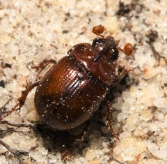 Odonteus