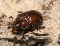 Odonteus